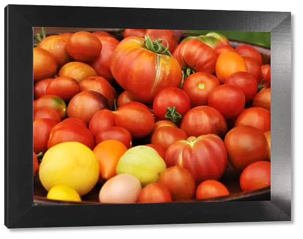 Various types of Tomatoes -Solanum lycopersicum- on a tray, Lower Saxony, Germany