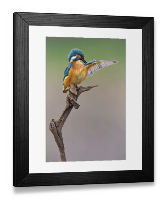 Framed Print : Kingfisher -Alcedo atthis-, young bird on perch preening, Middle Elbe, Saxony-Anhalt, Germany Framed Print : Kingfisher -Alcedo atthis-, young bird on perch preening, Middle Elbe, Saxony-Anhalt, Germany