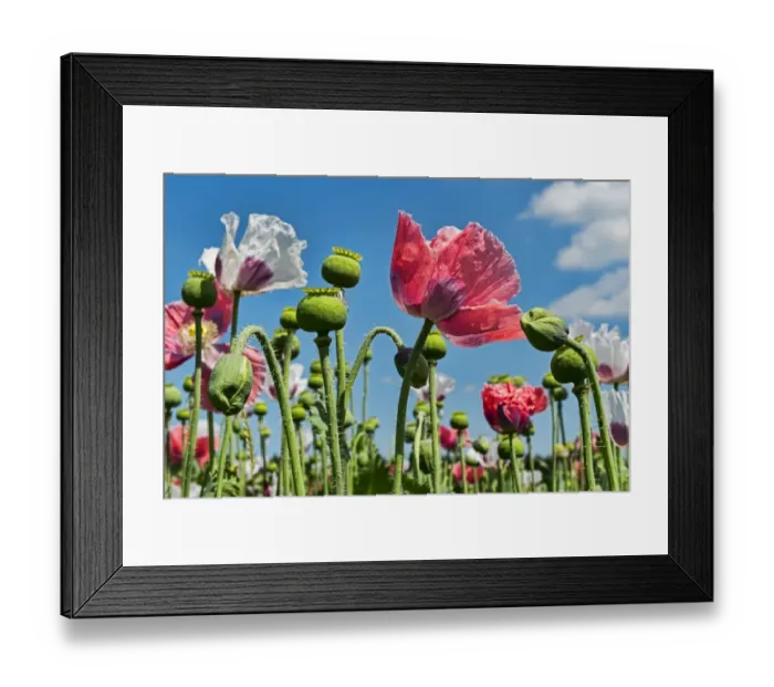 Framed Print : Flowers and flower buds, Opium Poppy -Papaver somniferum- Framed Print : Flowers and flower buds, Opium Poppy -Papaver somniferum-