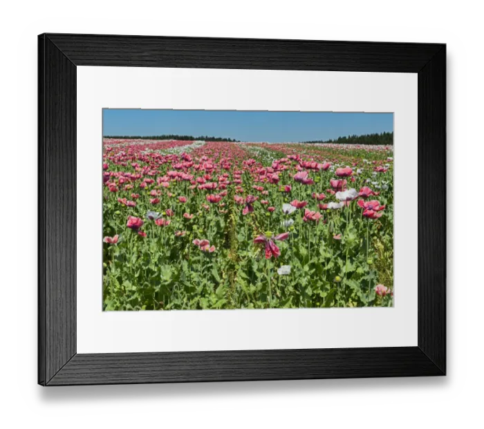 Framed Print : Field of poppies, Opium Poppy -Papaver somniferum- Framed Print : Field of poppies, Opium Poppy -Papaver somniferum-