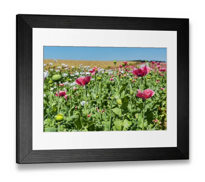 Framed Print : Flowers and flower buds, Opium Poppy -Papaver somniferum- Framed Print : Flowers and flower buds, Opium Poppy -Papaver somniferum-