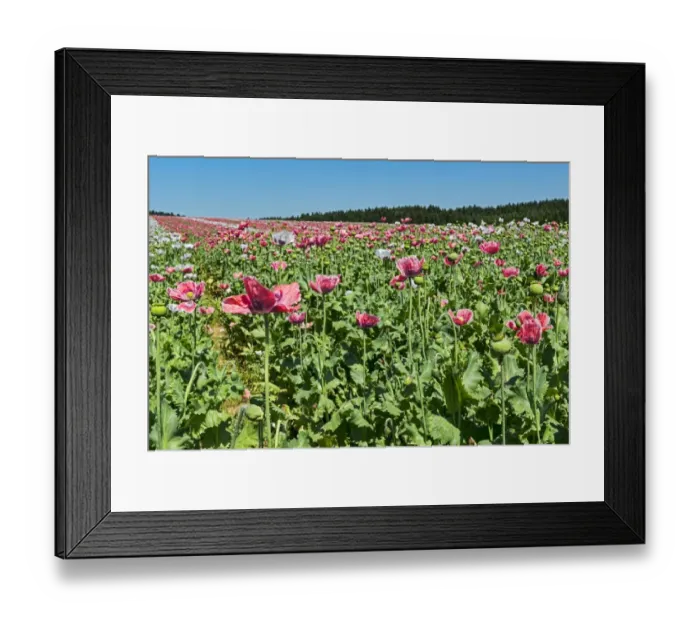Framed Print : Field of poppies, Opium Poppy -Papaver somniferum- Framed Print : Field of poppies, Opium Poppy -Papaver somniferum-