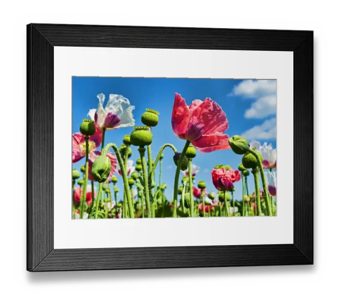 Framed Print : Opium Poppy -Papaver somniferum-, flowers and flower buds Framed Print : Opium Poppy -Papaver somniferum-, flowers and flower buds