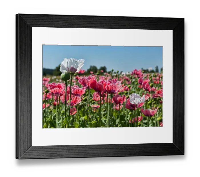 Framed Print : Opium Poppy -Papaver somniferum-, flowers and flower buds Framed Print : Opium Poppy -Papaver somniferum-, flowers and flower buds