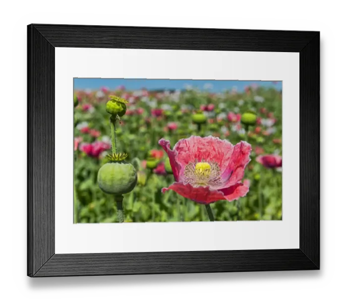 Framed Print : Opium Poppy -Papaver somniferum-, flower and flower buds
