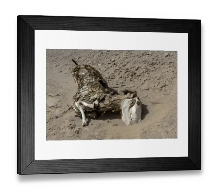 Framed Print : Donkey carcass -Equus asinus asinus- in a desert, Bolivia