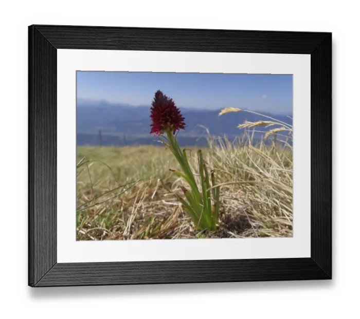 Framed Print : Black Vanilla Orchid -Nigritella nigra-, Carinthia, Austria Framed Print : Black Vanilla Orchid -Nigritella nigra-, Carinthia, Austria