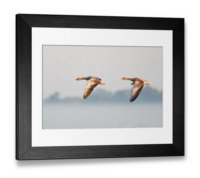 Framed Print : Two Greylag Geese -Anser anser-, in flight in the morning light, Steinhuder Meer, Lower Saxony, Germany Framed Print : Two Greylag Geese -Anser anser-, in flight in the morning light, Steinhuder Meer, Lower Saxony, Germany