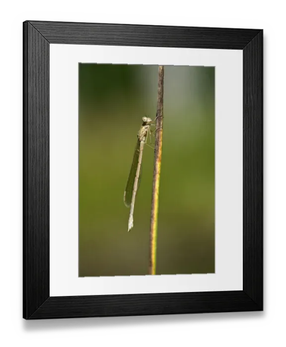 Framed Print : Common Winter Damselfly -Sympecma fusca-, newly hatched females, Canton of Geneva, Switzerland Framed Print : Common Winter Damselfly -Sympecma fusca-, newly hatched females, Canton of Geneva, Switzerland