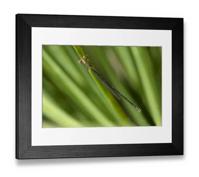 Framed Print : Willow Emerald Damselfly or Western Willow Spreadwing -Lestes viridis-, male, Canton of Geneva, Switzerland