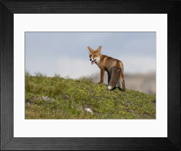 Framed Print : Red Fox -Vulpes vulpes- standing on an alpine meadow, Tyrolean Unterland, Tyrol, Austria Framed Print : Red Fox -Vulpes vulpes- standing on an alpine meadow, Tyrolean Unterland, Tyrol, Austria