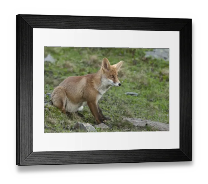 Framed Print : Red Fox -Vulpes vulpes- sitting on an alpine meadow, Tyrolean Unterland, Tyrol, Austria Framed Print : Red Fox -Vulpes vulpes- sitting on an alpine meadow, Tyrolean Unterland, Tyrol, Austria