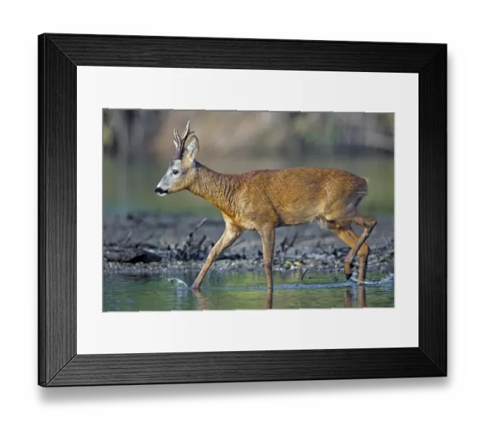 Framed Print : Roe Deer -Capreolus capreolus-, buck on a bank of the Middle Elbe River, Saxony-Anhalt, Germany
