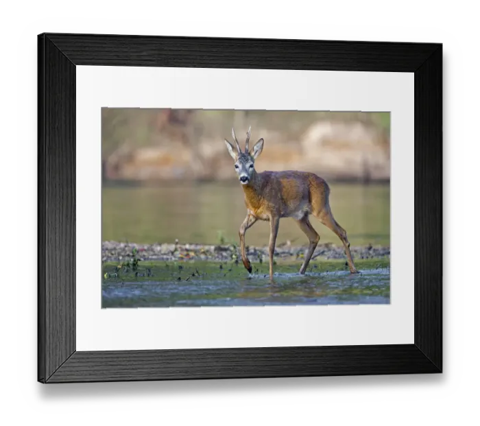 Framed Print : Roe Deer -Capreolus capreolus-, buck on a bank of the Middle Elbe River, Saxony-Anhalt, Germany Framed Print : Roe Deer -Capreolus capreolus-, buck on a bank of the Middle Elbe River, Saxony-Anhalt, Germany