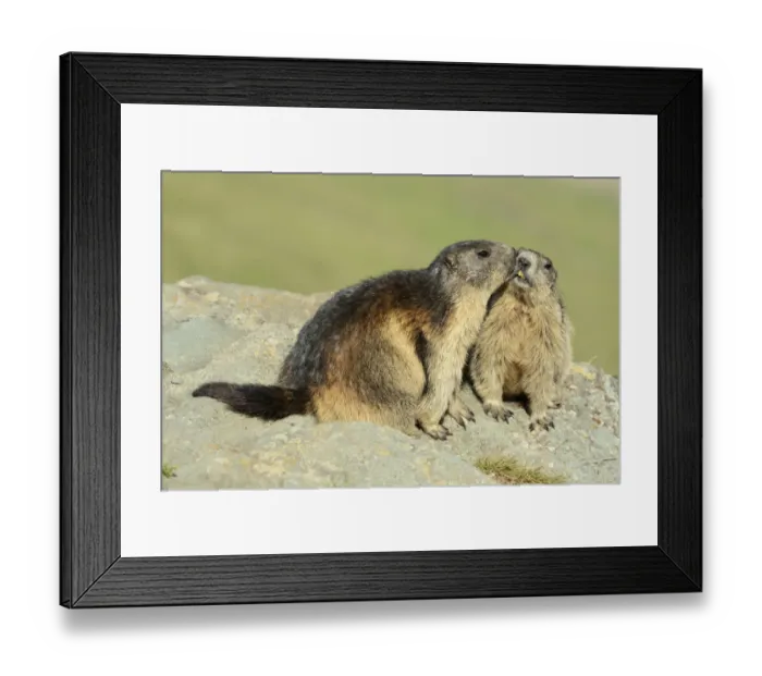 Framed Print : Two Alpine Marmots -Marmota marmota-, sniffing each other, Grossglockner, Hohe Tauern National Park, Tyrol, Austria Framed Print : Two Alpine Marmots -Marmota marmota-, sniffing each other, Grossglockner, Hohe Tauern National Park, Tyrol, Austria