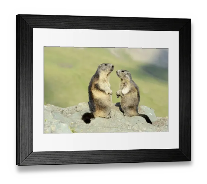 Framed Print : Two Alpine Marmots -Marmota marmota-, standing on rocks, Grossglockner, Hohe Tauern National Park, Tyrol, Austria Framed Print : Two Alpine Marmots -Marmota marmota-, standing on rocks, Grossglockner, Hohe Tauern National Park, Tyrol, Austria