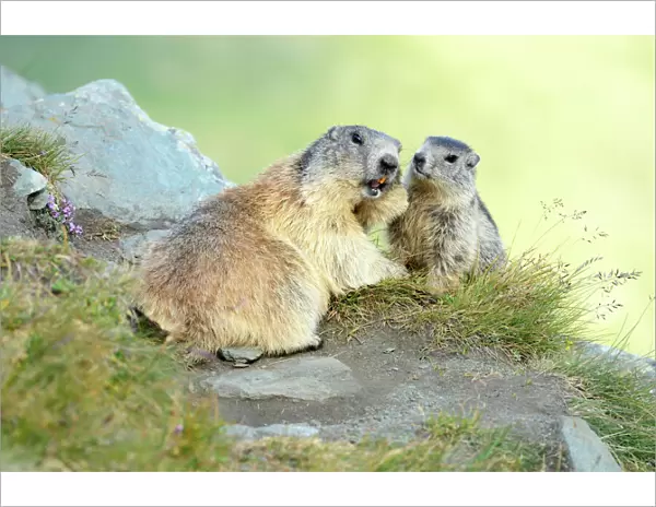 Alpine Marmots -Marmota marmota-, cub sniffing mother, Grossglockner, Hohe Tauern National Park, Tyrol, Austria