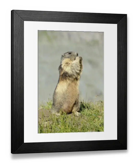 Framed Print : Alpine Marmot -Marmota marmota-, standing on its hind legs, Grossglockner, Hohe Tauern National Park, Tyrol, Austria Framed Print : Alpine Marmot -Marmota marmota-, standing on its hind legs, Grossglockner, Hohe Tauern National Park, Tyrol, Austria