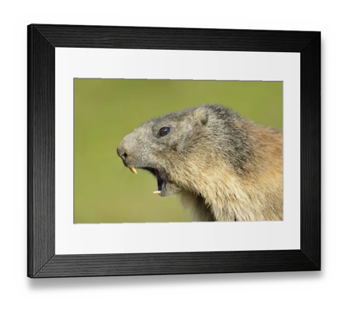 Framed Print : Alpine Marmot -Marmota marmota-, whistling warning call, Grossglockner, Hohe Tauern National Park, Tyrol, Austria Framed Print : Alpine Marmot -Marmota marmota-, whistling warning call, Grossglockner, Hohe Tauern National Park, Tyrol, Austria