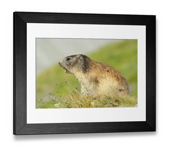 Framed Print : Alpine Marmot -Marmota marmota-, whistling warning call, Grossglockner, Hohe Tauern National Park, Tyrol, Austria