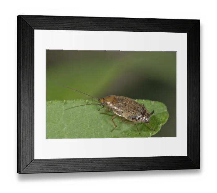 Framed Print : European Cockroach -Ectobius lapponicus-, female, Baden-Wurttemberg, Germany Framed Print : European Cockroach -Ectobius lapponicus-, female, Baden-Wurttemberg, Germany