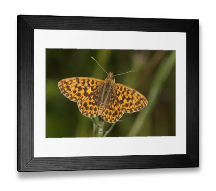 Framed Print : Weavers Fritillary or Violet Fritillary -Boloria dia-, Neresheim, Baden-Wurttemberg, Germany Framed Print : Weavers Fritillary or Violet Fritillary -Boloria dia-, Neresheim, Baden-Wurttemberg, Germany
