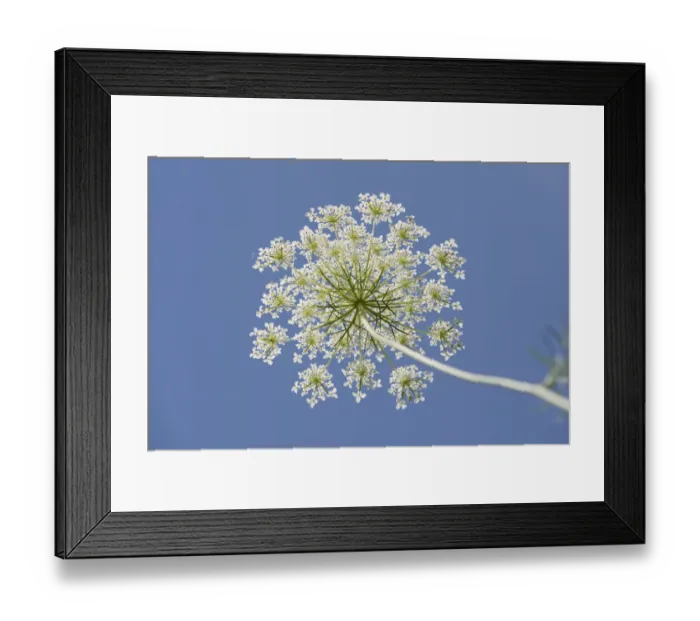 Framed Print : Wild carrot -Daucus carota-, umbelliferous blossom from below against a blue sky, Jena, Thuringia, Germany Framed Print : Wild carrot -Daucus carota-, umbelliferous blossom from below against a blue sky, Jena, Thuringia, Germany