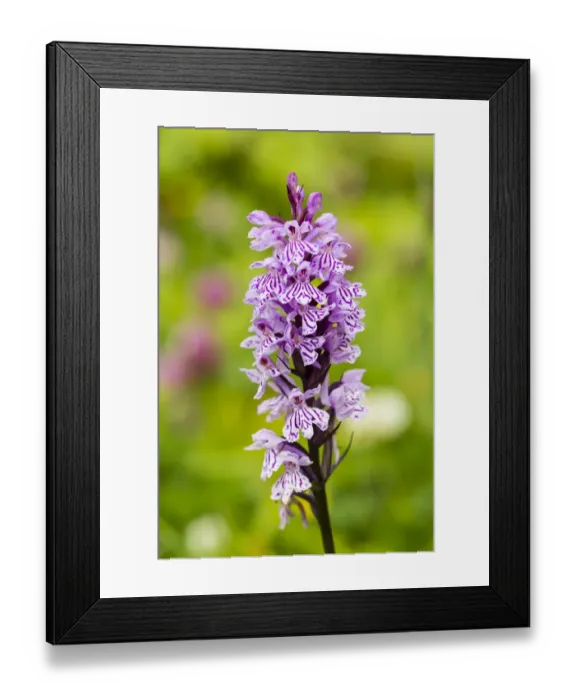 Framed Print : Military Orchid -Orchis militaris-, Allgau, Bavaria, Germany Framed Print : Military Orchid -Orchis militaris-, Allgau, Bavaria, Germany