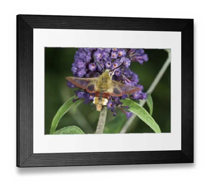 Framed Print : Broad-bordered Bee Hawk-moth -Hemaris Fuciformis- on Summer Lilac or Butterfly-bush -Buddleja-, Baden-Wurttemberg, Germany