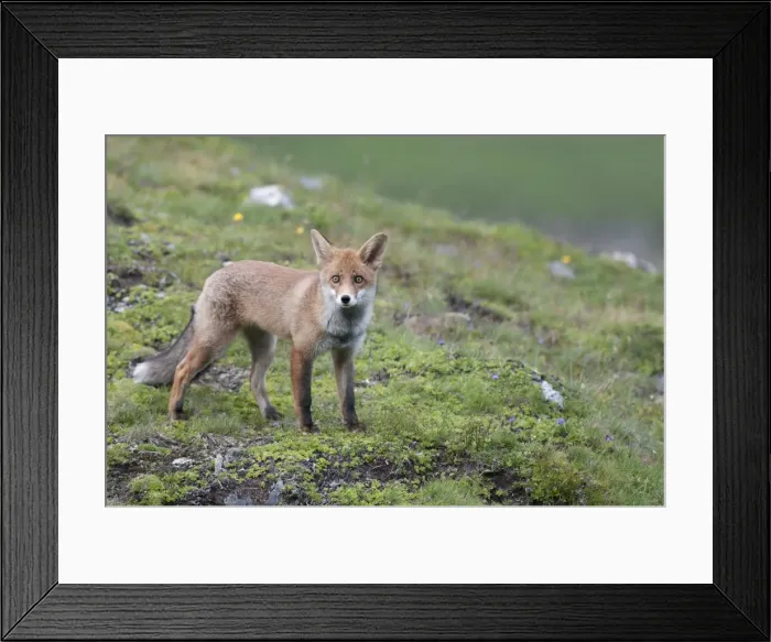 Framed Print : Red Fox -Vulpes vulpes- standing on an alpine meadow, Tyrolean Unterland, Tyrol, Austria Framed Print : Red Fox -Vulpes vulpes- standing on an alpine meadow, Tyrolean Unterland, Tyrol, Austria