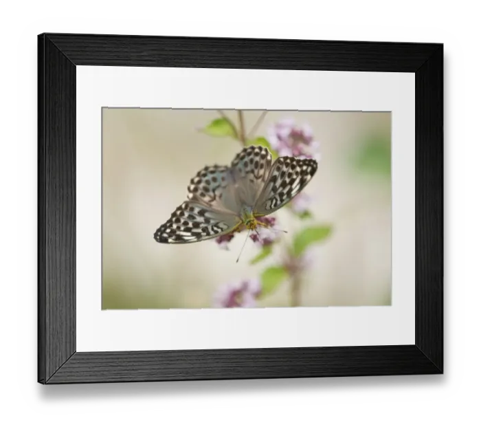Framed Print : Silver-washed Fritillary -Argynnis paphia f valesina-, female, green-gray form, Thuringia, Germany