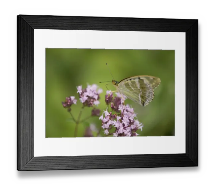 Framed Print : Silver-washed fritillary -Argynnis paphia f valesina-, female, green-gray form, Thuringia, Germany Framed Print : Silver-washed fritillary -Argynnis paphia f valesina-, female, green-gray form, Thuringia, Germany