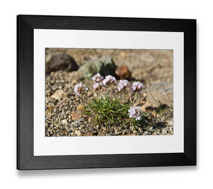Framed Print : Sea Thrift or Sea Pink -Armeria maritima-, tundra, Landmannalaugar, Highlands, Sudurland, Iceland