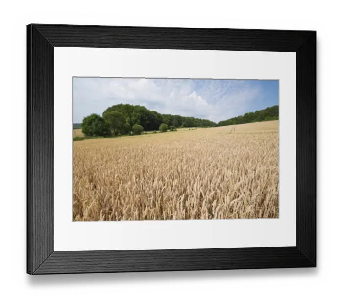 Framed Print : Wheat field, Thuringia, Germany Framed Print : Wheat field, Thuringia, Germany