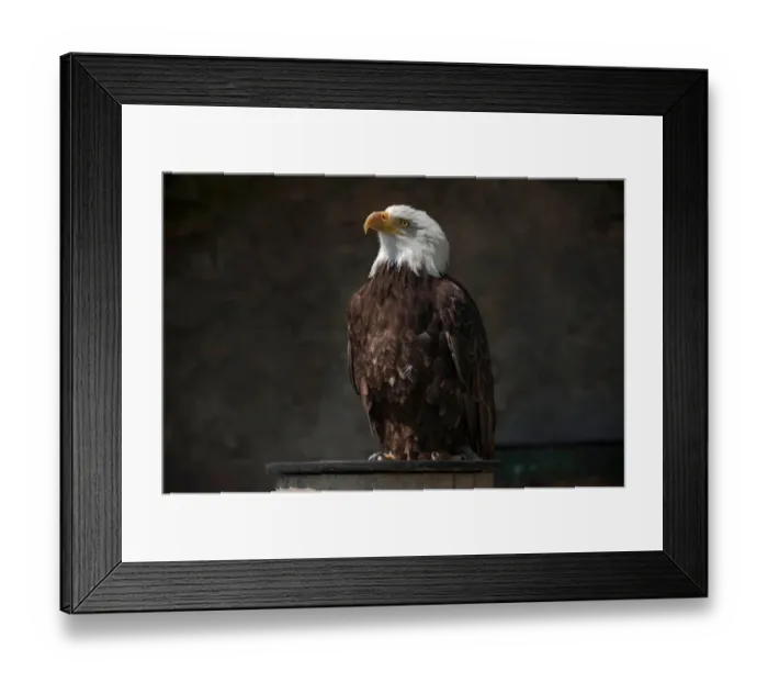 Framed Print : Bald Eagle -Haliaeetus leucocephalus-, falconry display at Schloss Rosenburg Castle, Altmuhltal, Bavaria, Germany Framed Print : Bald Eagle -Haliaeetus leucocephalus-, falconry display at Schloss Rosenburg Castle, Altmuhltal, Bavaria, Germany