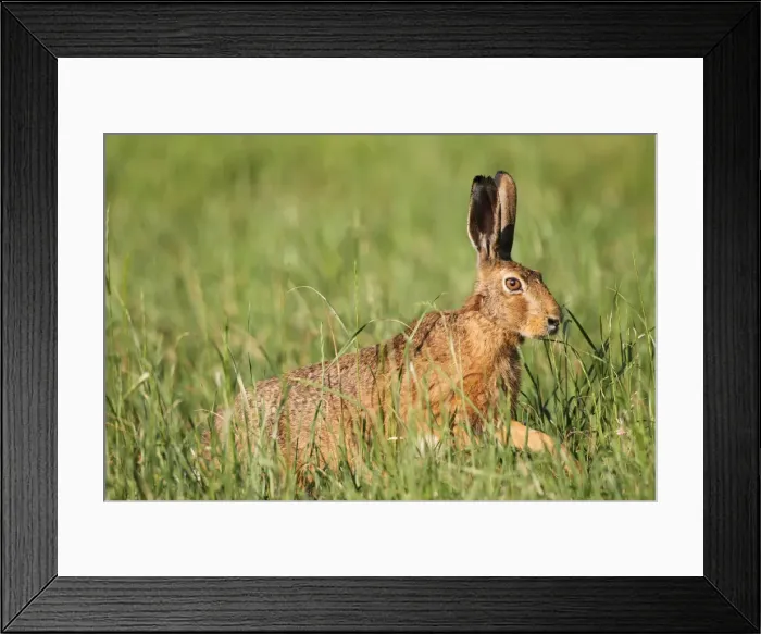Framed Print : Hare -Lepus europaeus- in a meadow, Allgau, Bavaria, Germany