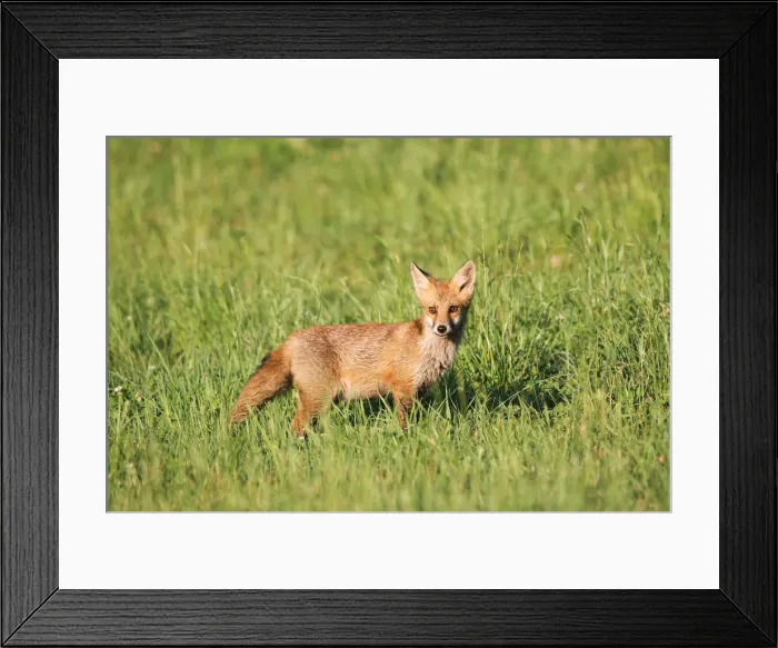 Framed Print : Red Fox -Vulpes vulpes- cub standing in the grass, Allgau, Bavaria, Germany