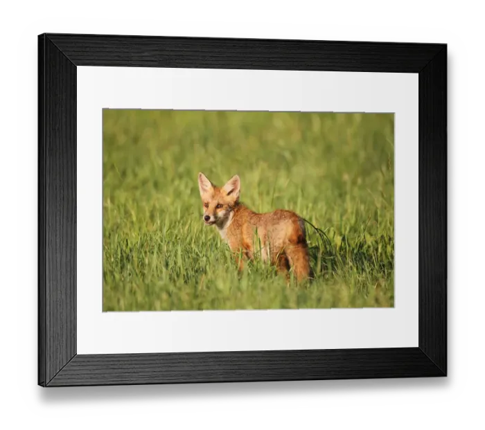 Framed Print : Red Fox -Vulpes vulpes- cub standing in the grass, Allgau, Bavaria, Germany