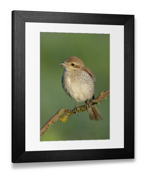 Framed Print : Red-backed Shrike -Lanius collurio-, female perched on a twig, Swabian Alb biosphere reserve, Baden-Wurttemberg, Germany