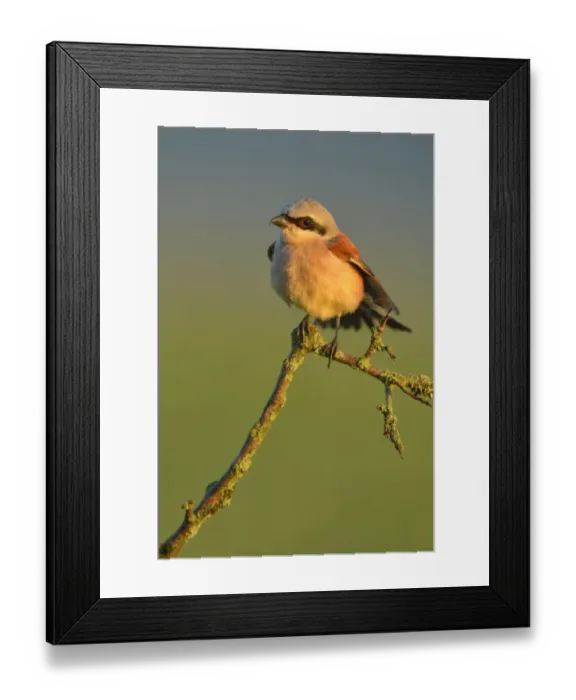 Framed Print : Red-backed Shrike -Lanius collurio-, male perched on a twig, Swabian Alb biosphere reserve, Baden-Wurttemberg, Germany Framed Print : Red-backed Shrike -Lanius collurio-, male perched on a twig, Swabian Alb biosphere reserve, Baden-Wurttemberg, Germany