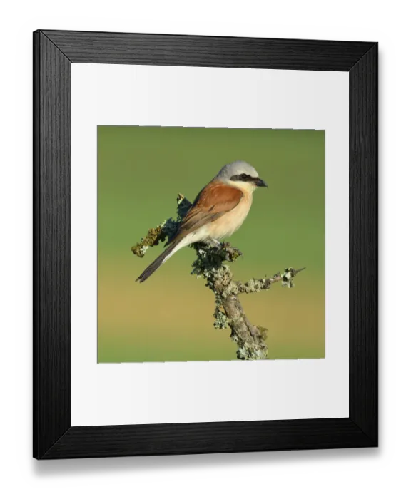 Framed Print : Red-backed Shrike -Lanius collurio-, male perched on a twig, Swabian Alb biosphere reserve, Baden-Wurttemberg, Germany Framed Print : Red-backed Shrike -Lanius collurio-, male perched on a twig, Swabian Alb biosphere reserve, Baden-Wurttemberg, Germany
