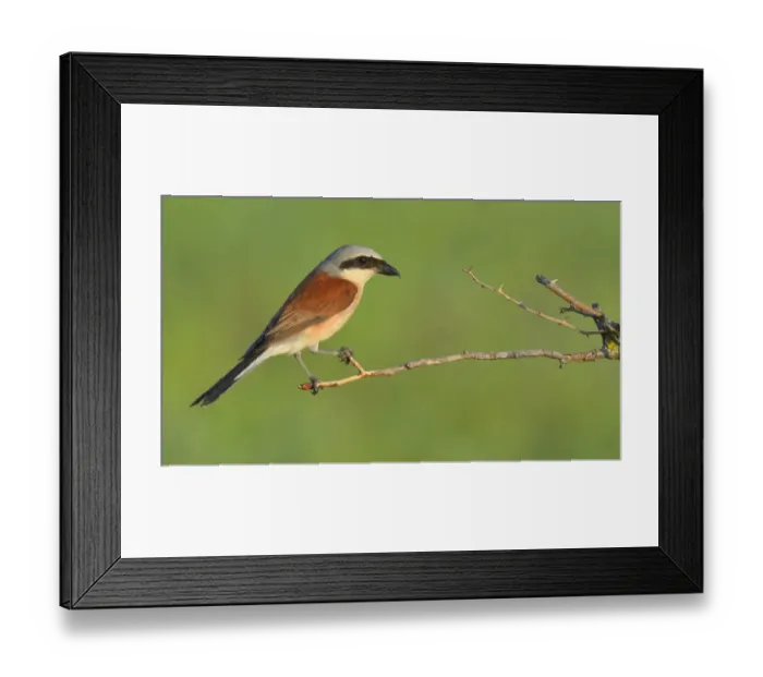 Framed Print : Red-backed Shrike -Lanius collurio-, male perched on a twig, Swabian Alb biosphere reserve, Baden-Wurttemberg, Germany Framed Print : Red-backed Shrike -Lanius collurio-, male perched on a twig, Swabian Alb biosphere reserve, Baden-Wurttemberg, Germany