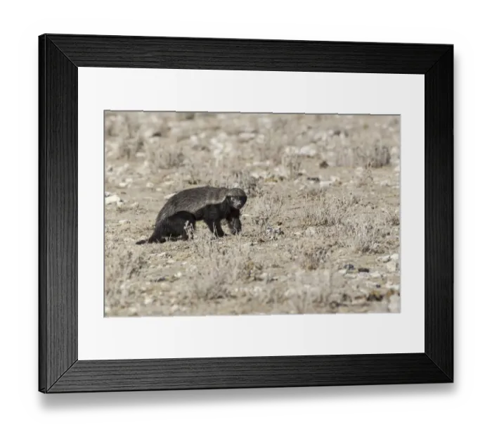 Framed Print : Honey Badger -Mellivora capensis-, Etosha National Park, Namibia Framed Print : Honey Badger -Mellivora capensis-, Etosha National Park, Namibia