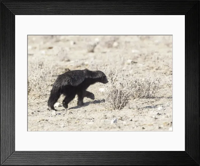 Framed Print : Honey Badger -Mellivora capensis-, Etosha National Park, Namibia Framed Print : Honey Badger -Mellivora capensis-, Etosha National Park, Namibia