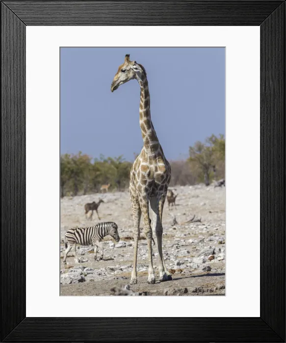 Framed Print : Giraffe -Giraffa camelopardalis-, Etosha National Park, Namibia Framed Print : Giraffe -Giraffa camelopardalis-, Etosha National Park, Namibia