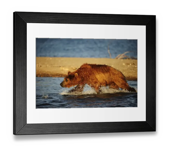 Framed Print : Brown Bear -Ursus arctos- hunting for salmon in the water, Kurile Lake, Kamchatka Peninsula, Russia Framed Print : Brown Bear -Ursus arctos- hunting for salmon in the water, Kurile Lake, Kamchatka Peninsula, Russia