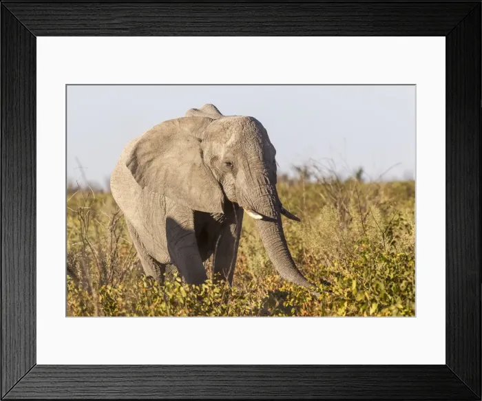 Framed Print : African Bush Elephant -Loxodonta africana-, Etosha National Park, Namibia Framed Print : African Bush Elephant -Loxodonta africana-, Etosha National Park, Namibia