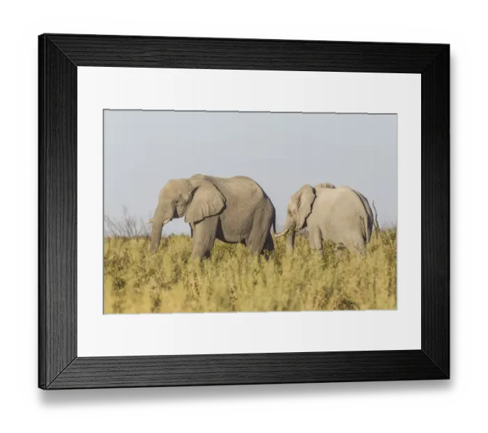 Framed Print : African Bush Elephants -Loxodonta africana-, Etosha National Park, Namibia Framed Print : African Bush Elephants -Loxodonta africana-, Etosha National Park, Namibia