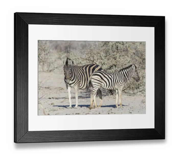 Framed Print : Plains Zebras -Equus quagga- with zebra foal, Etosha National Park, Namibia Framed Print : Plains Zebras -Equus quagga- with zebra foal, Etosha National Park, Namibia