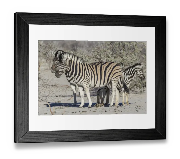 Framed Print : Plains Zebras -Equus quagga- with zebra foal, Etosha National Park, Namibia Framed Print : Plains Zebras -Equus quagga- with zebra foal, Etosha National Park, Namibia